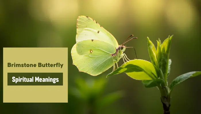 Brimstone butterfly spiritual meanings