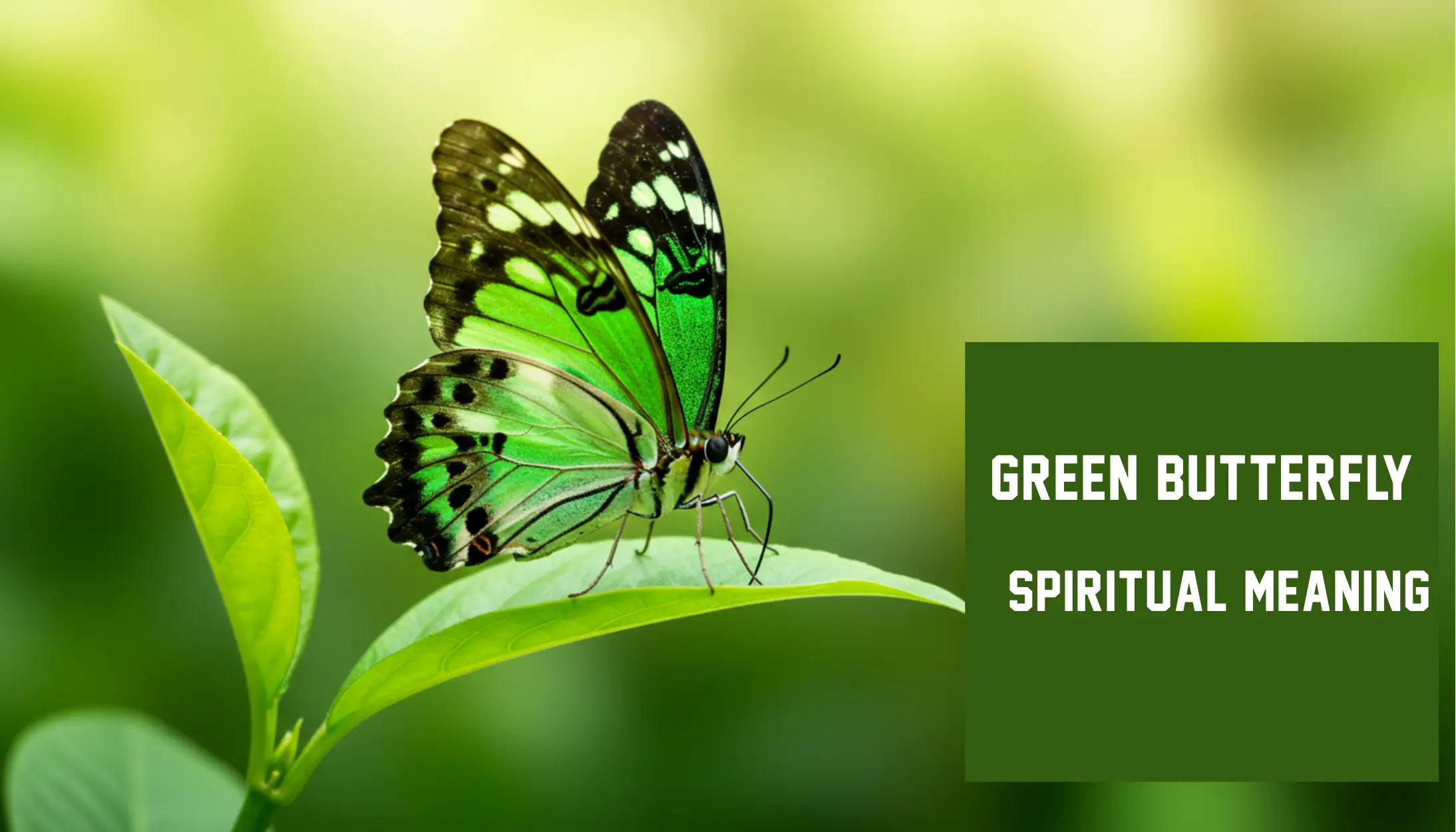 Green butterfly spiritual meanings