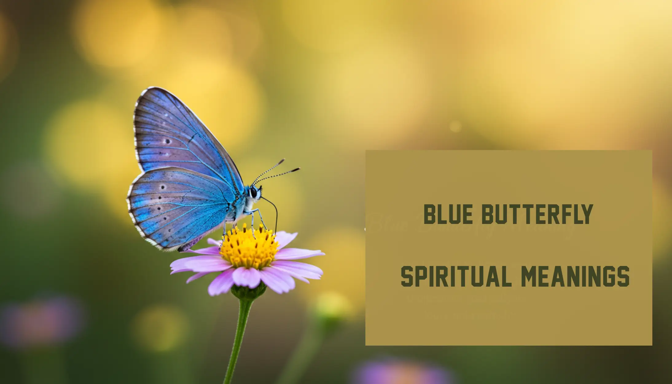 blue butterfly spiritual meanings