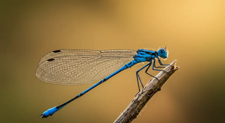 blue dragonfly spiritual meaning